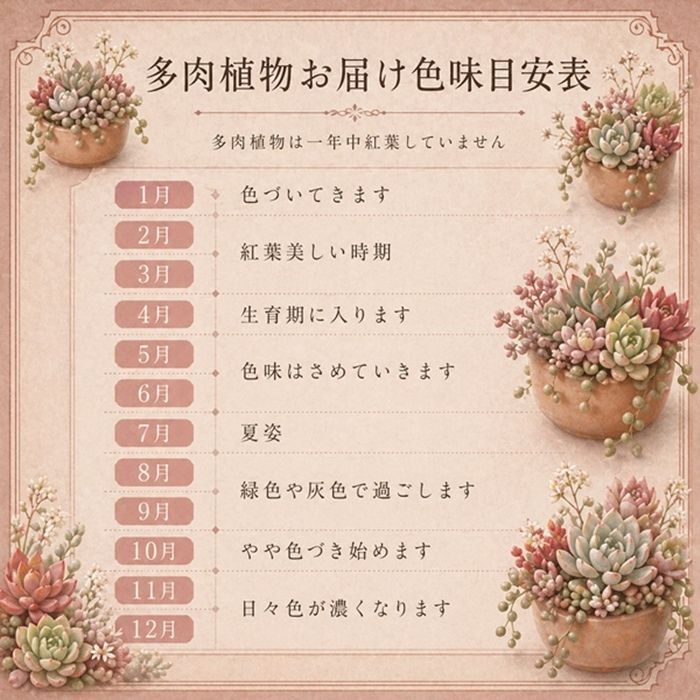 多肉植物 センペルビウム ダイアン Sempervivum Diane 寄せ植え 園芸
