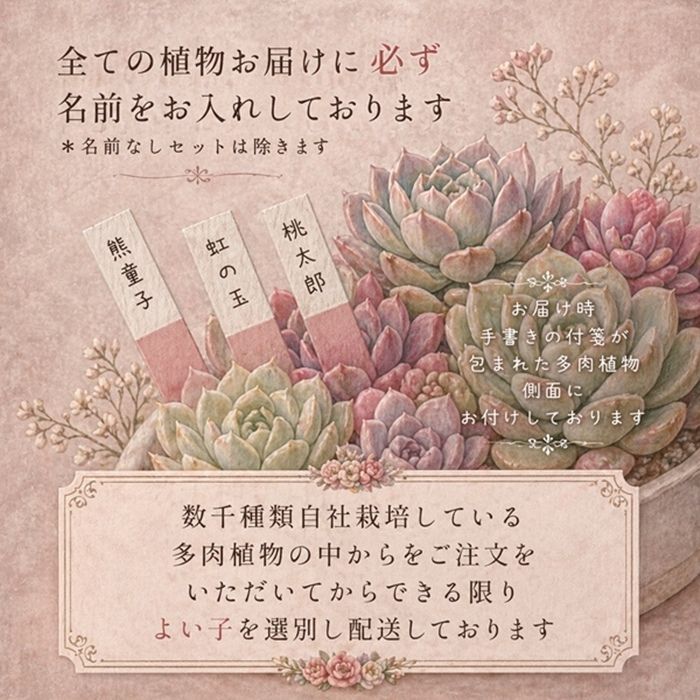 センペルビウム　ダイアン 多肉植物 センペルビウム ダイアン Sempervivum Diane 寄せ植え 園芸
