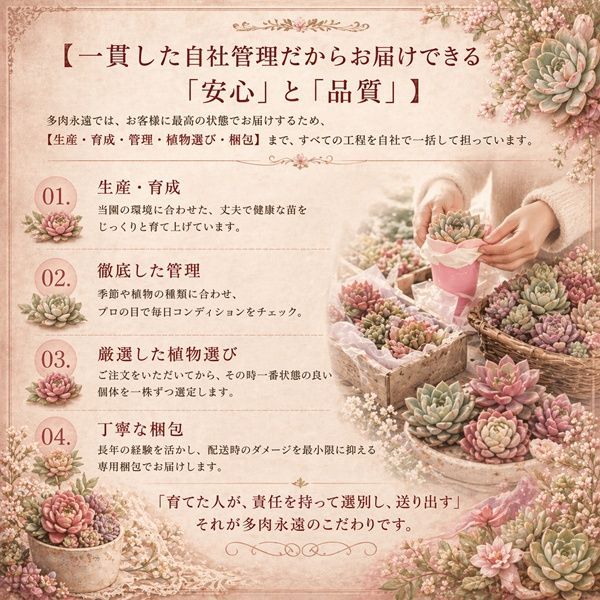 多肉植物 センペルビウム ダイアン Sempervivum Diane 寄せ植え 園芸