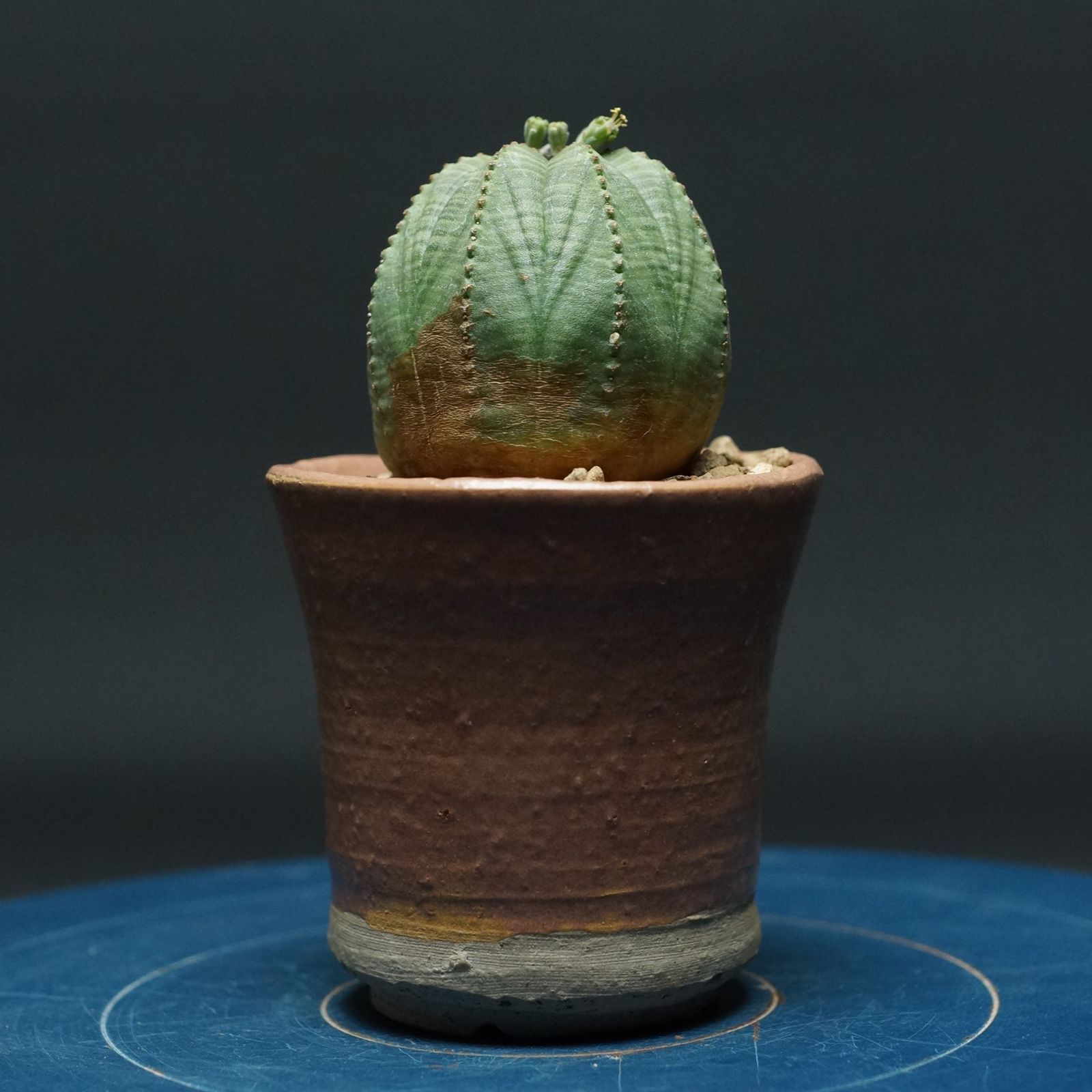 ユーフォルビア オベサ 