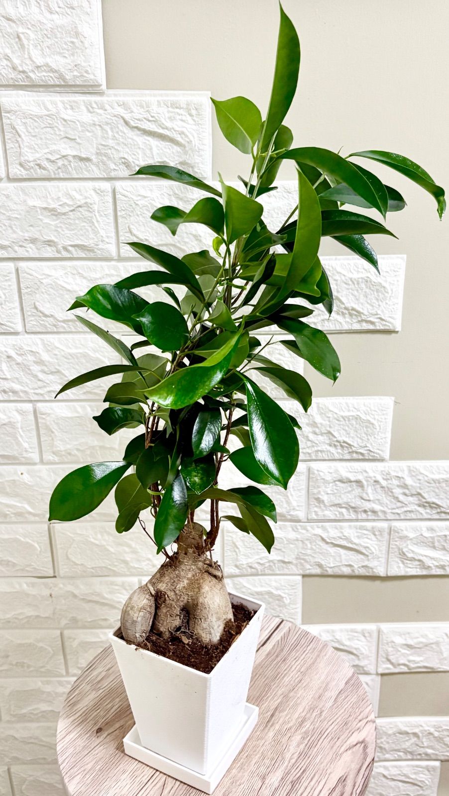 現品】ガジュマル スクエア鉢 観葉植物 - メルカリ