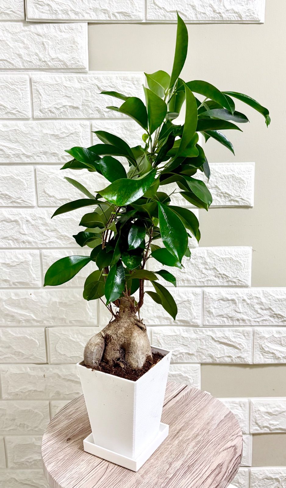 現品】ガジュマル スクエア鉢 観葉植物 - メルカリ