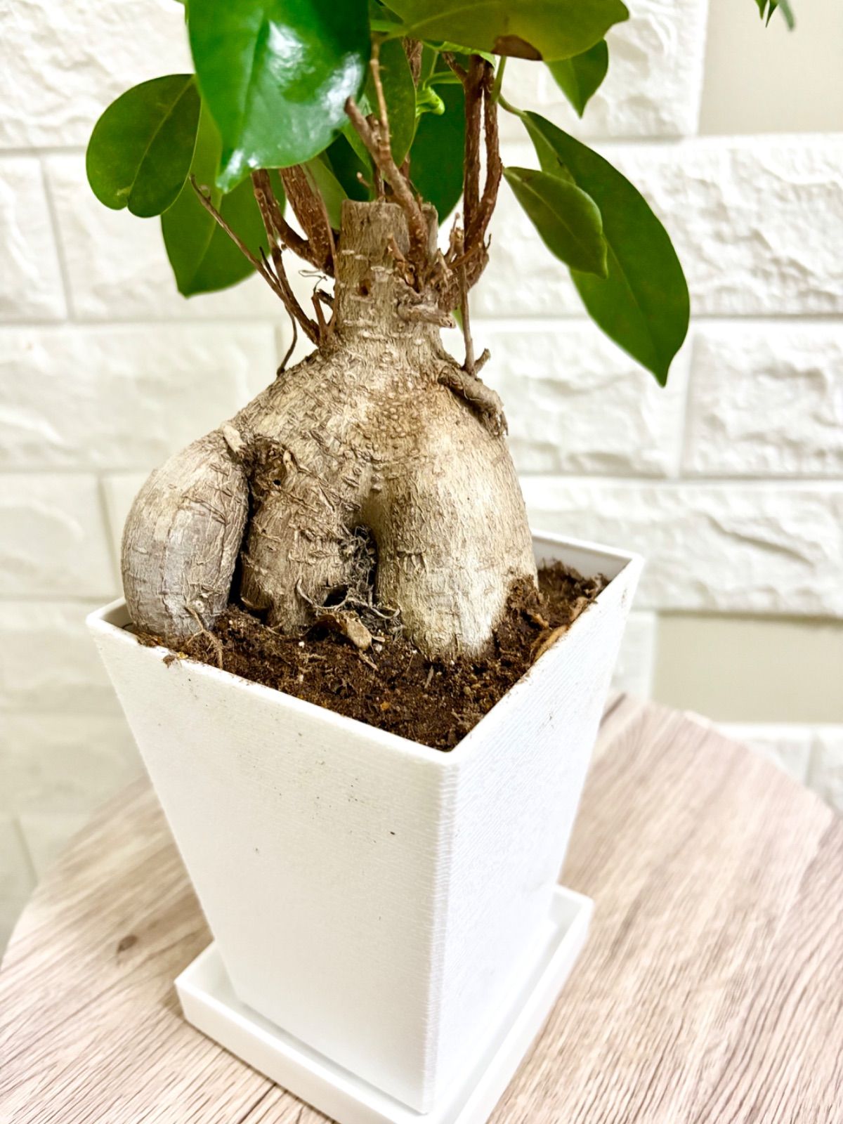 現品】ガジュマル スクエア鉢 観葉植物 - メルカリ