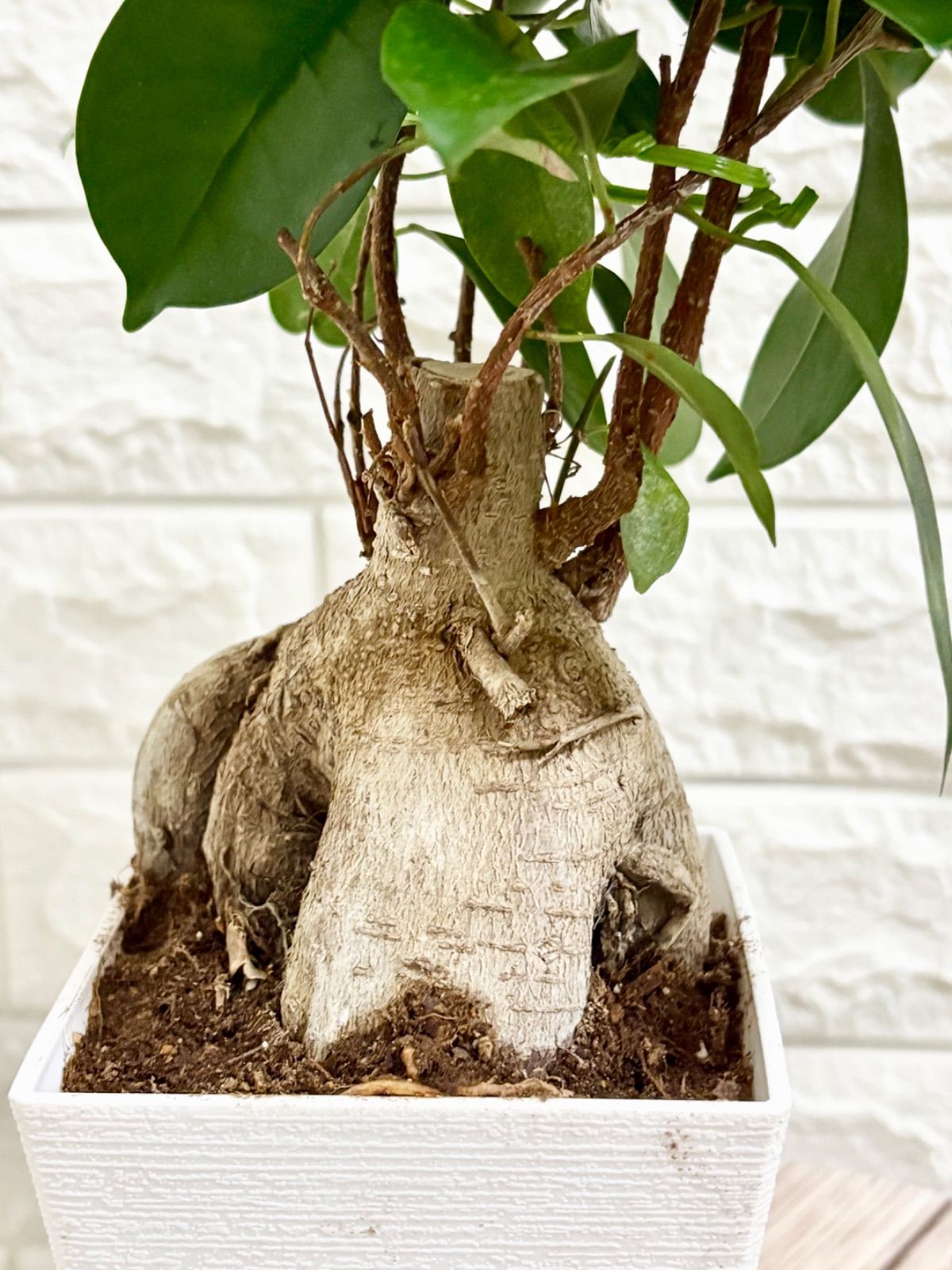 現品】ガジュマル スクエア鉢 観葉植物 - メルカリ