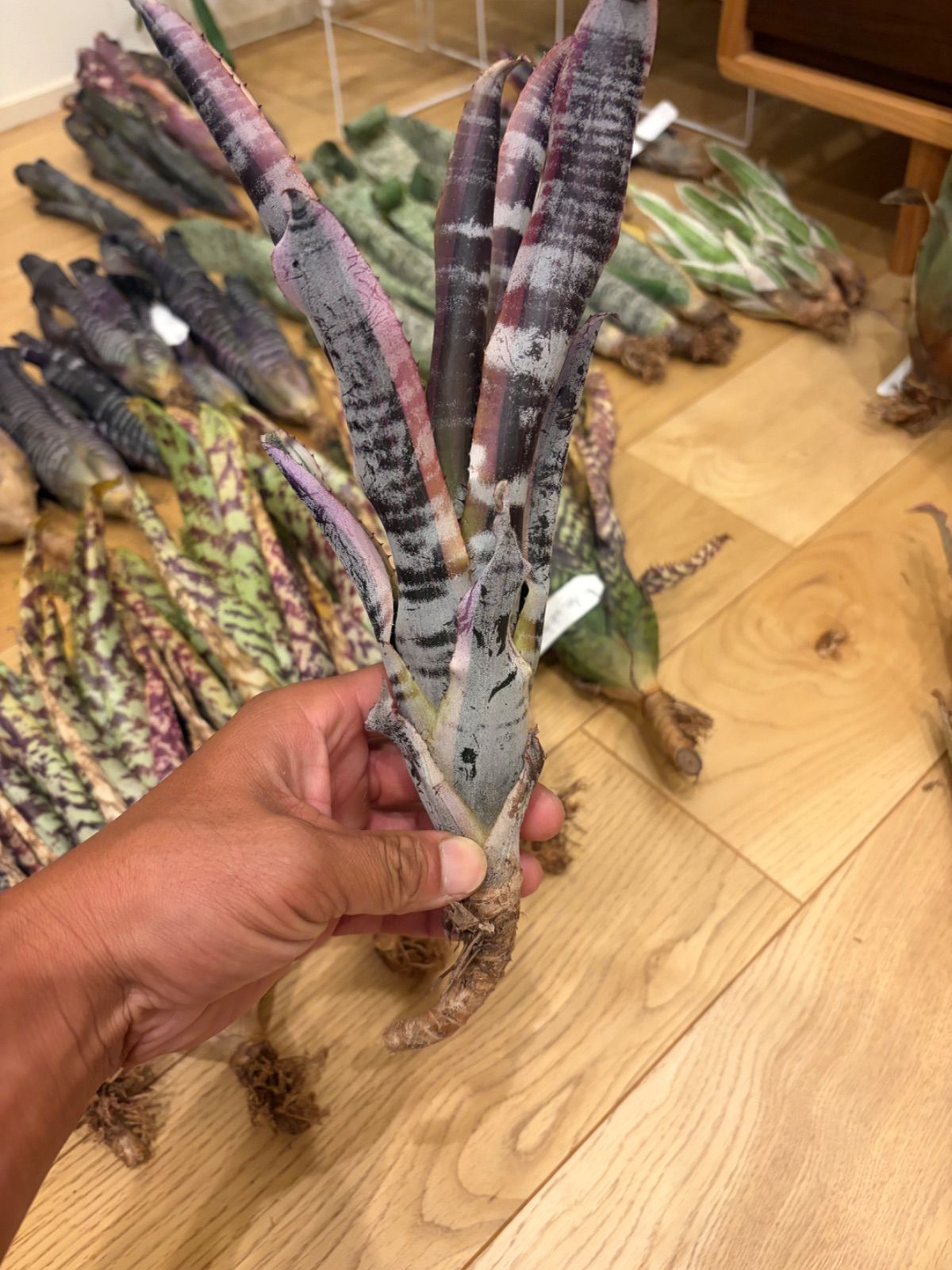 エクメア　Aechmea Otto タンクブロメリア