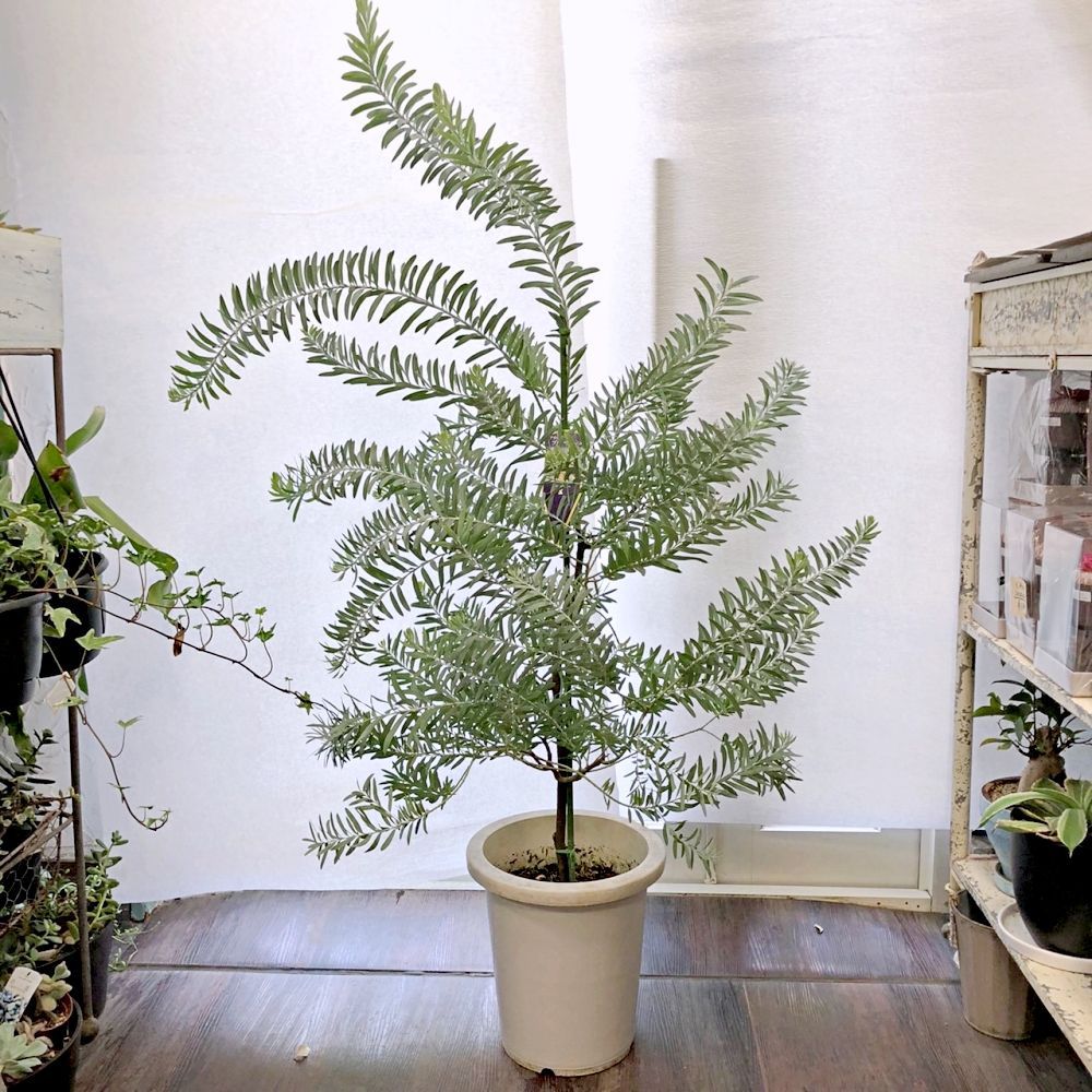 アカシア ブルーブッシュ 8号鉢 高さ約140cm ミモザ 庭木 シンボルツリー シルバーリーフ 観葉植物