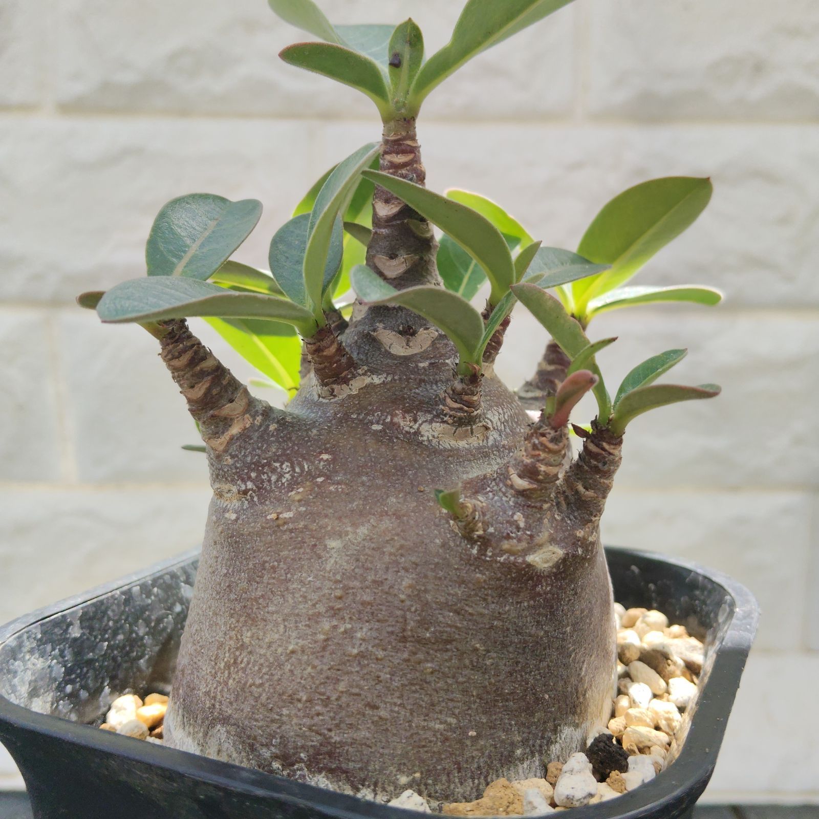 a80 アデニウム ドワーフ ブラックスキン カラメー 塊根植物