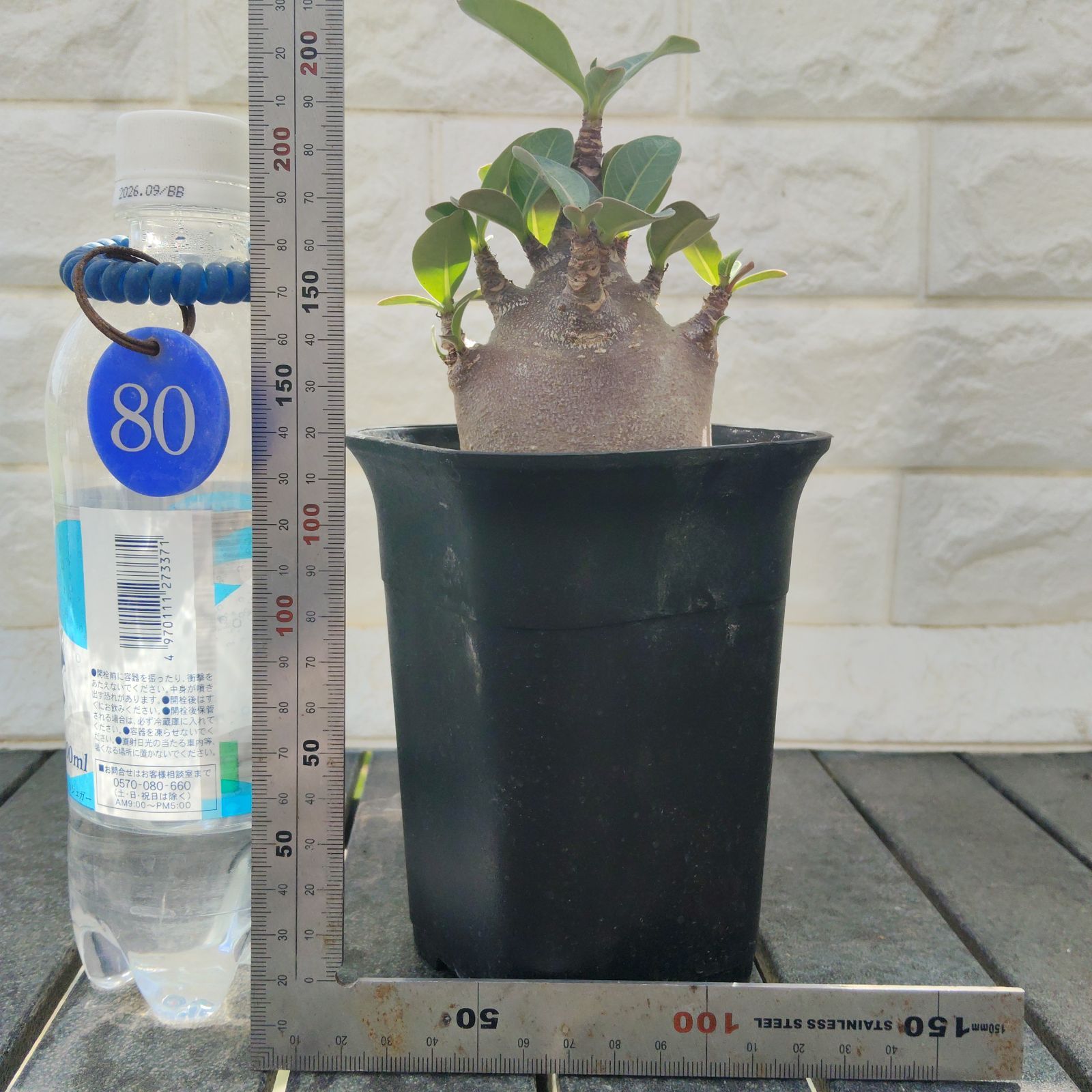 a80 アデニウム ドワーフ ブラックスキン カラメー 塊根植物