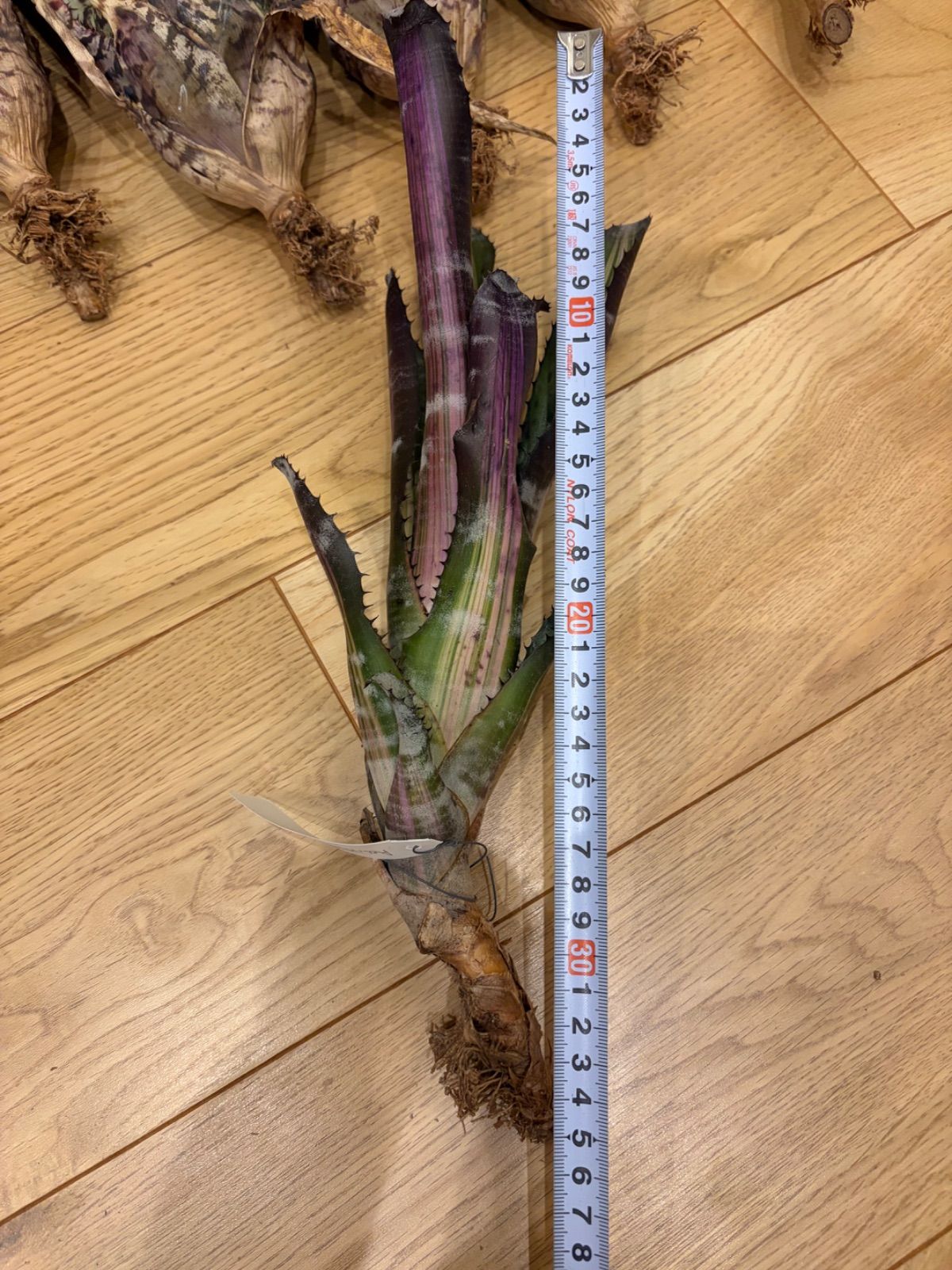 エクメア Aechmea 'Roberto Menescal' タンクブロメリア - メルカリ