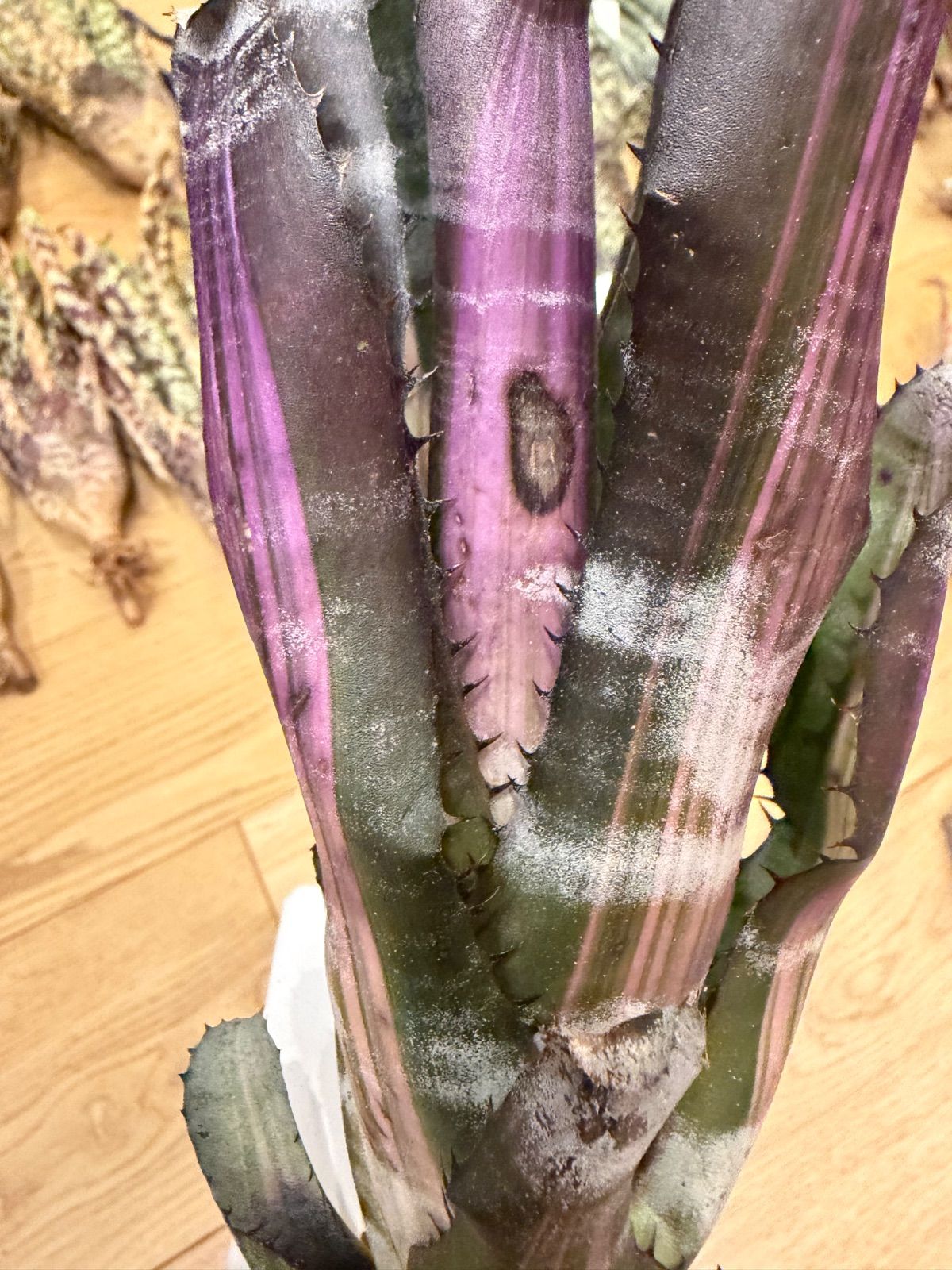 エクメア Aechmea 'Roberto Menescal' タンクブロメリア - メルカリ