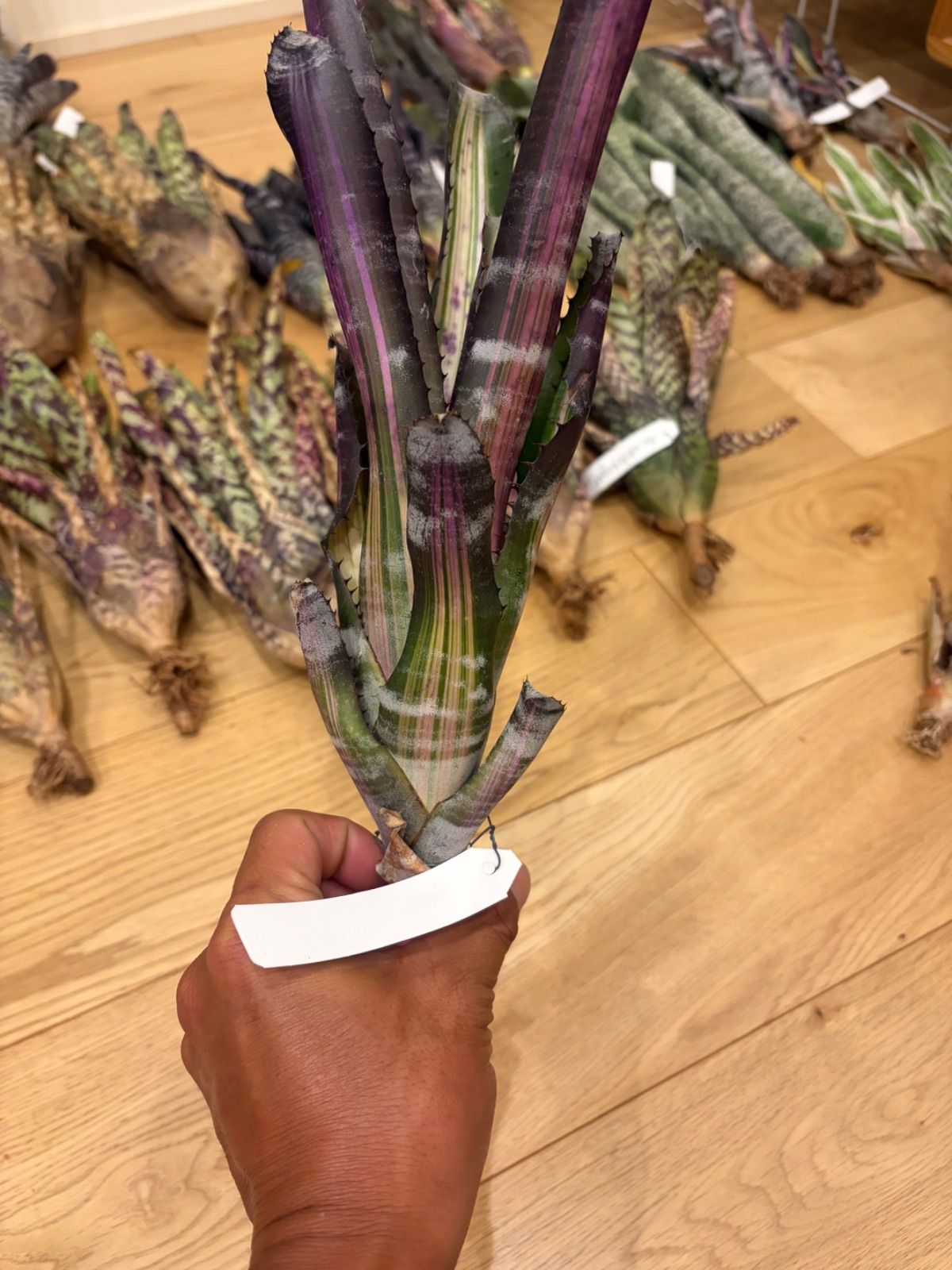 エクメア Aechmea 'Roberto Menescal' タンクブロメリア - メルカリ