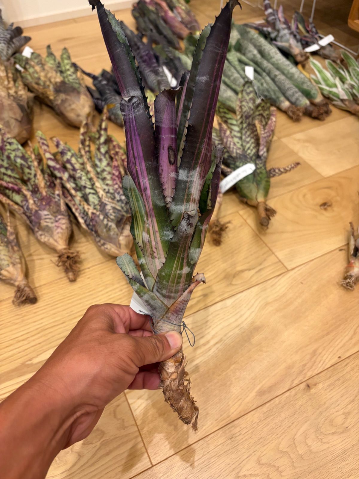 エクメア Aechmea 'Roberto Menescal' タンクブロメリア - メルカリ