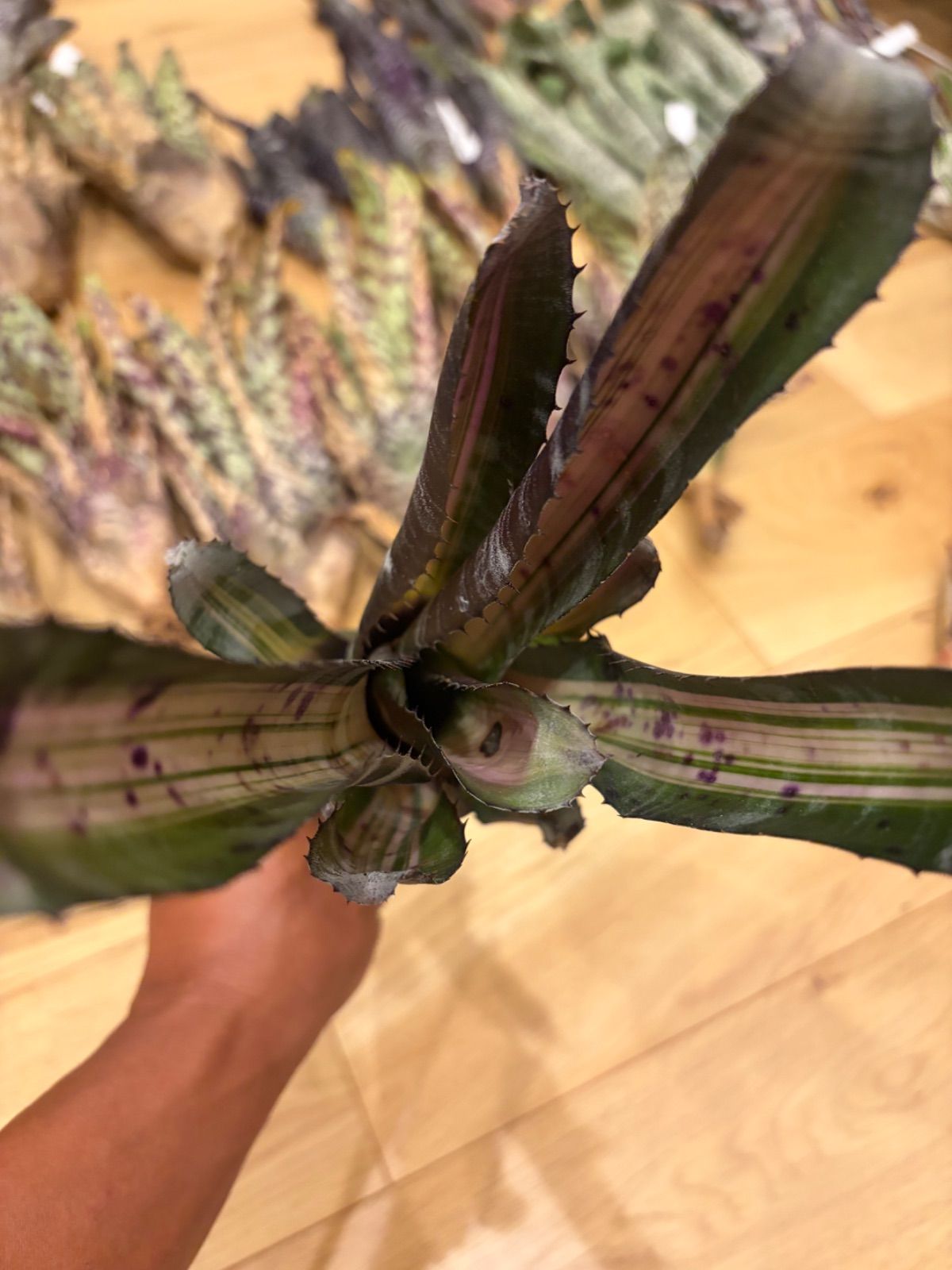 エクメア Aechmea 'Roberto Menescal' タンクブロメリア - メルカリ