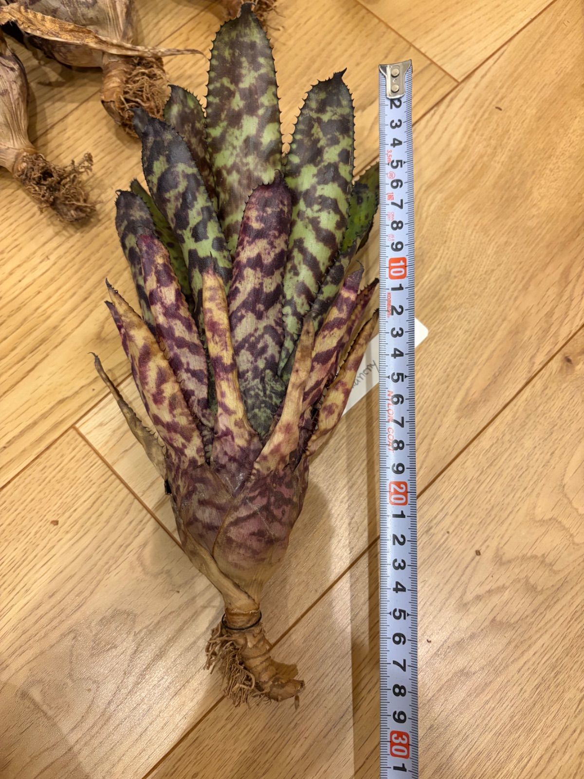 エクメア Aechmea orlandiana 'Pickaniny' タンクブロメリア - メルカリ