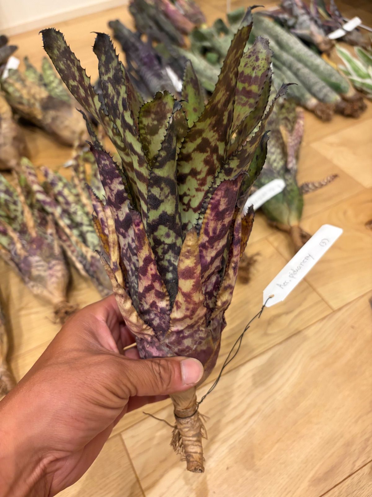 ブロメリア・エアープランツ Aechmea Orlandiana Pickaniny エクメア Aechmea orlandiana 'Pickaniny' タンクブロメリア - メルカリ