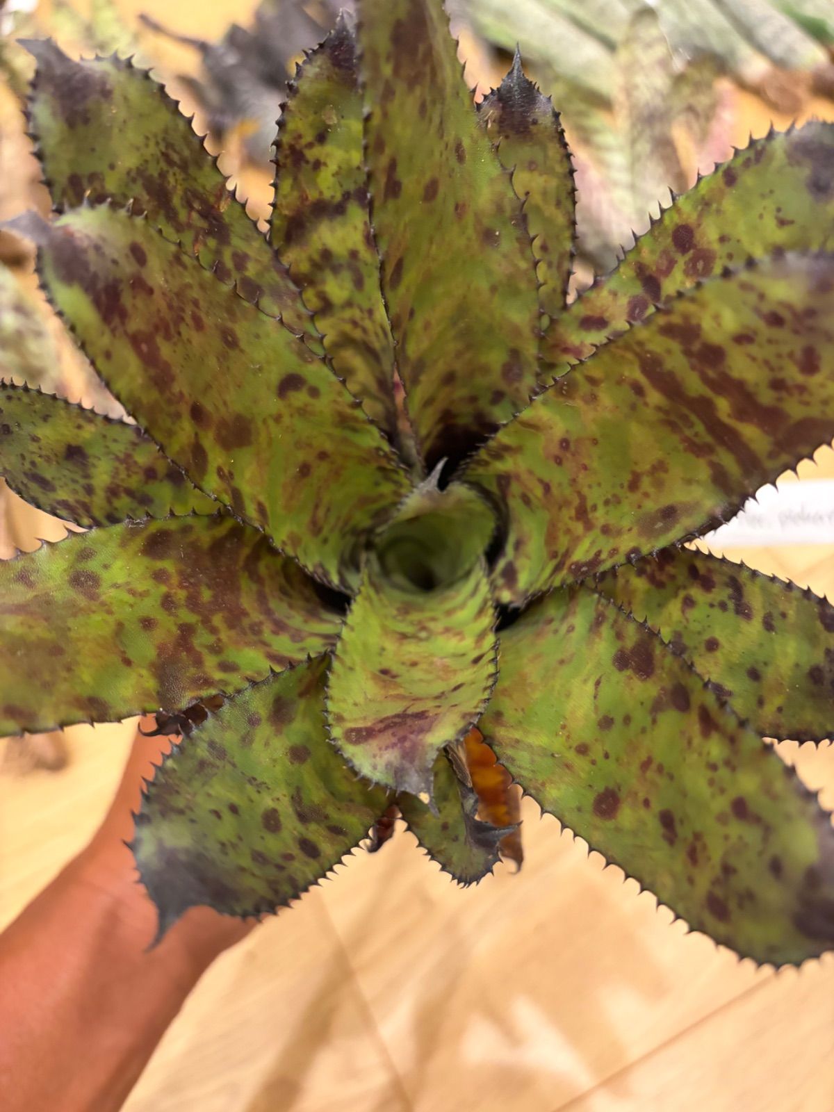 エクメア Aechmea orlandiana 'Pickaniny' タンクブロメリア - メルカリ