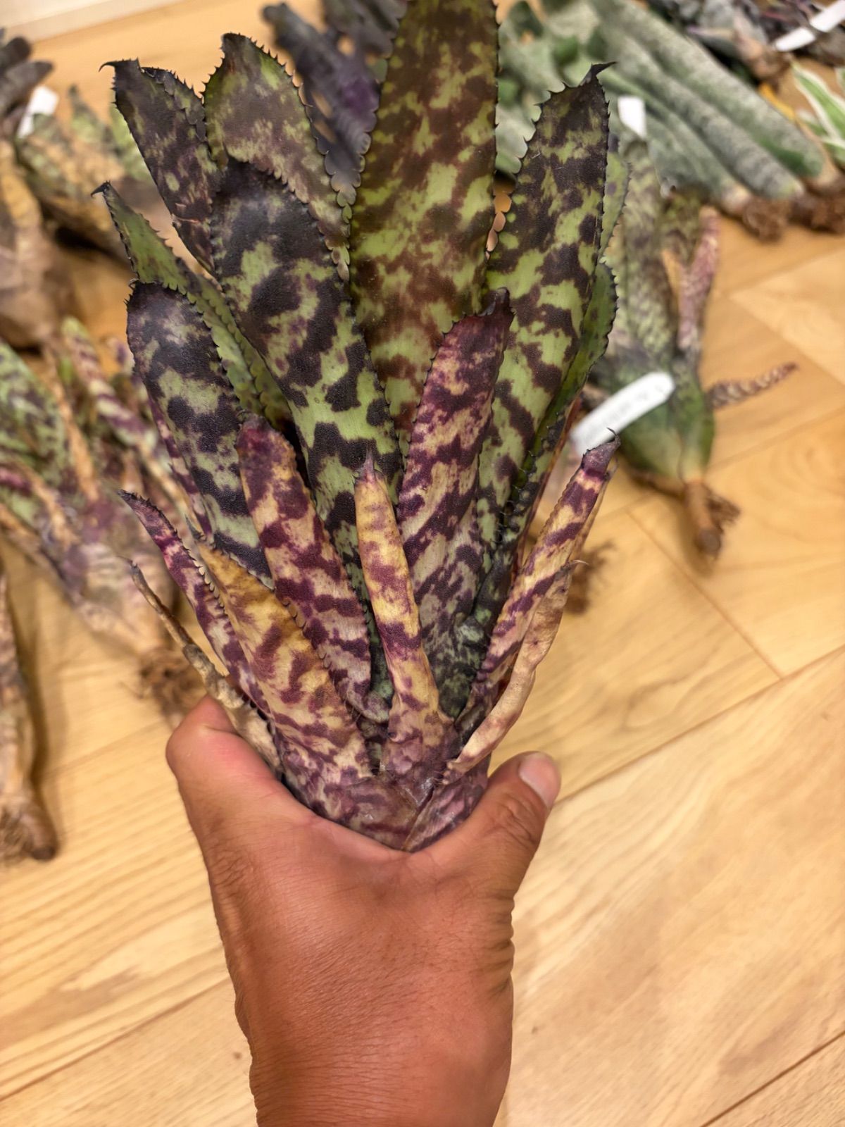 エクメア Aechmea orlandiana 'Pickaniny' タンクブロメリア - メルカリ