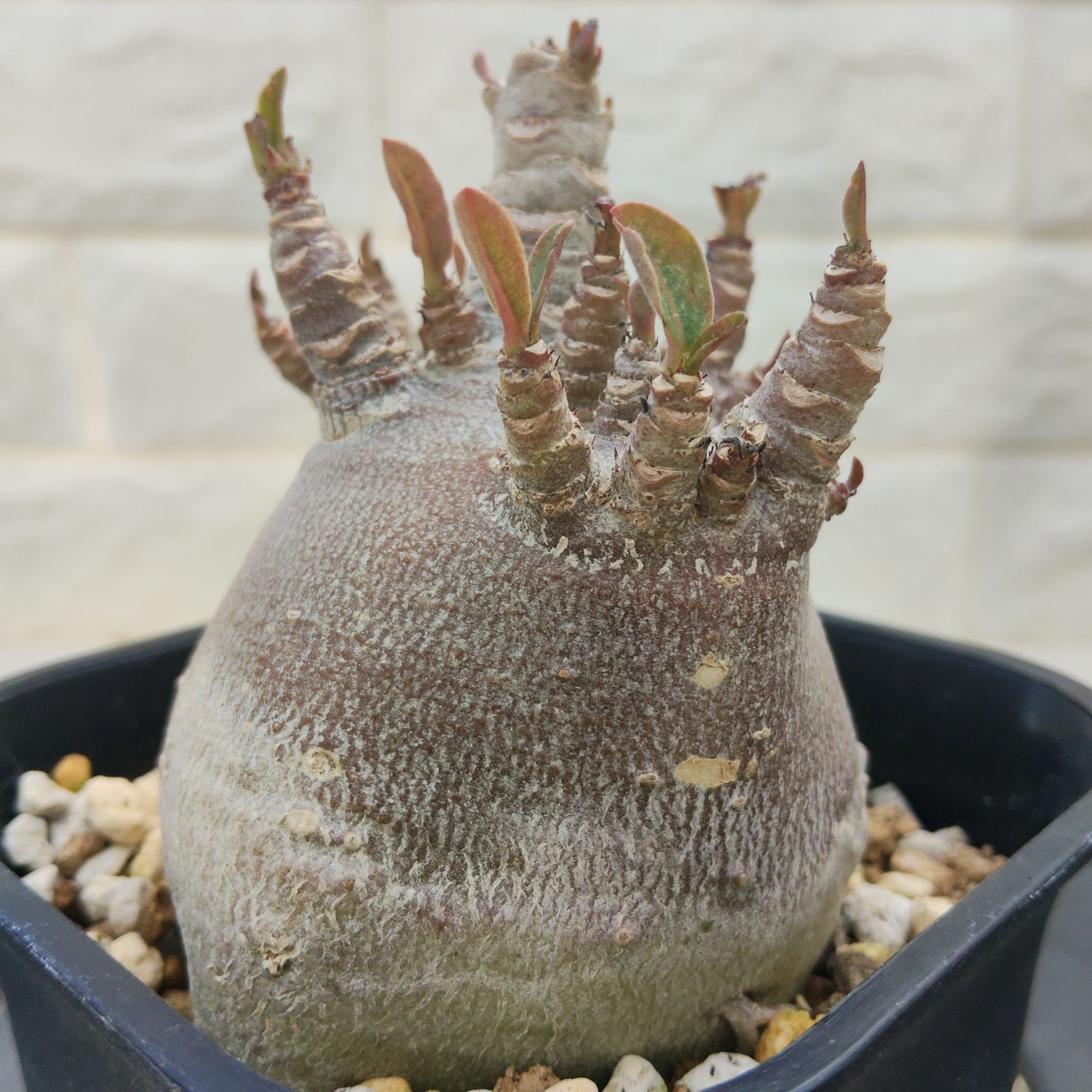 a50 アデニウム ドワーフ ブラックスキン カラメー 塊根植物