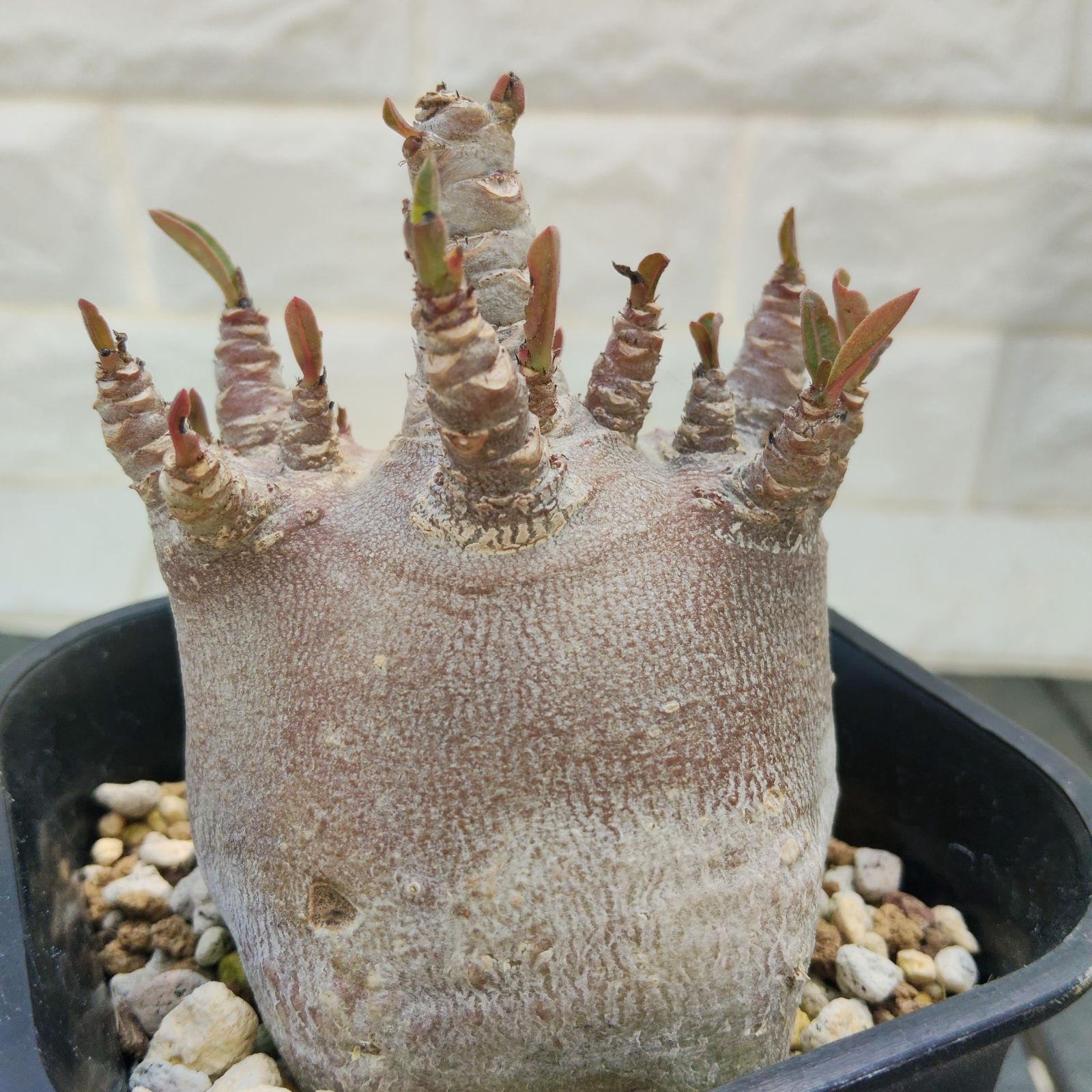 a50 アデニウム ドワーフ ブラックスキン カラメー 塊根植物