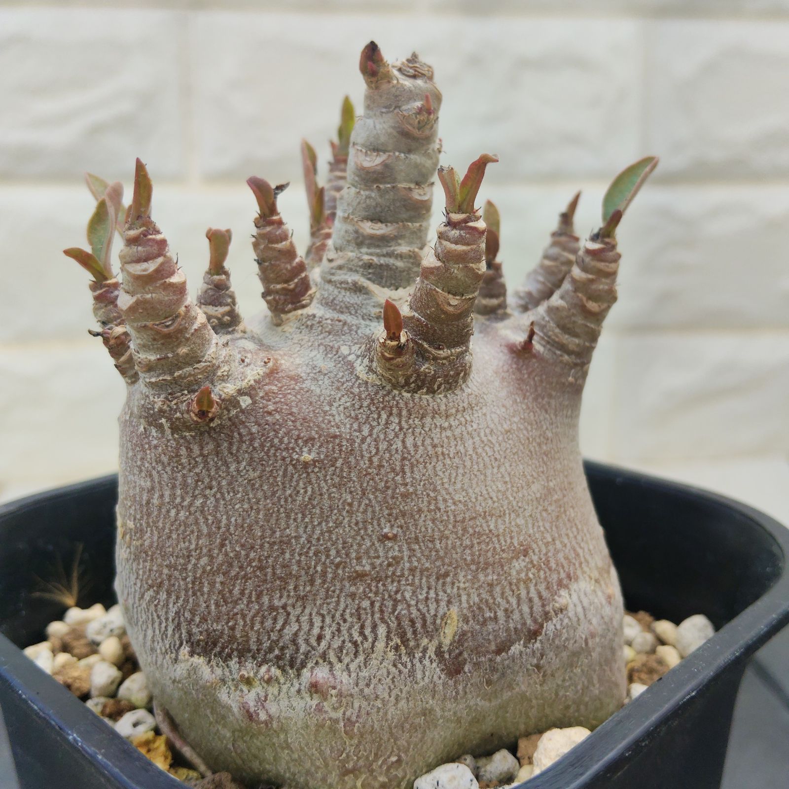 a50 アデニウム ドワーフ ブラックスキン カラメー 塊根植物