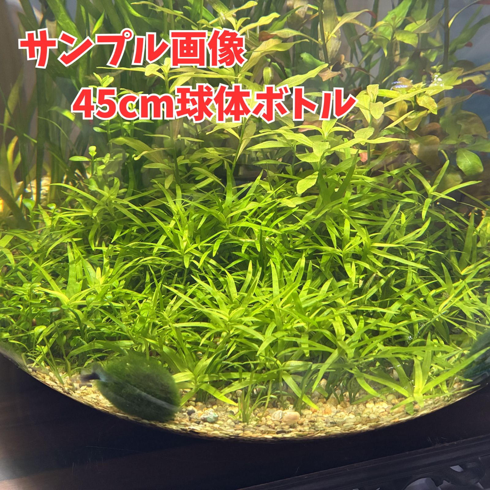 ①水草 ヘテランテラ