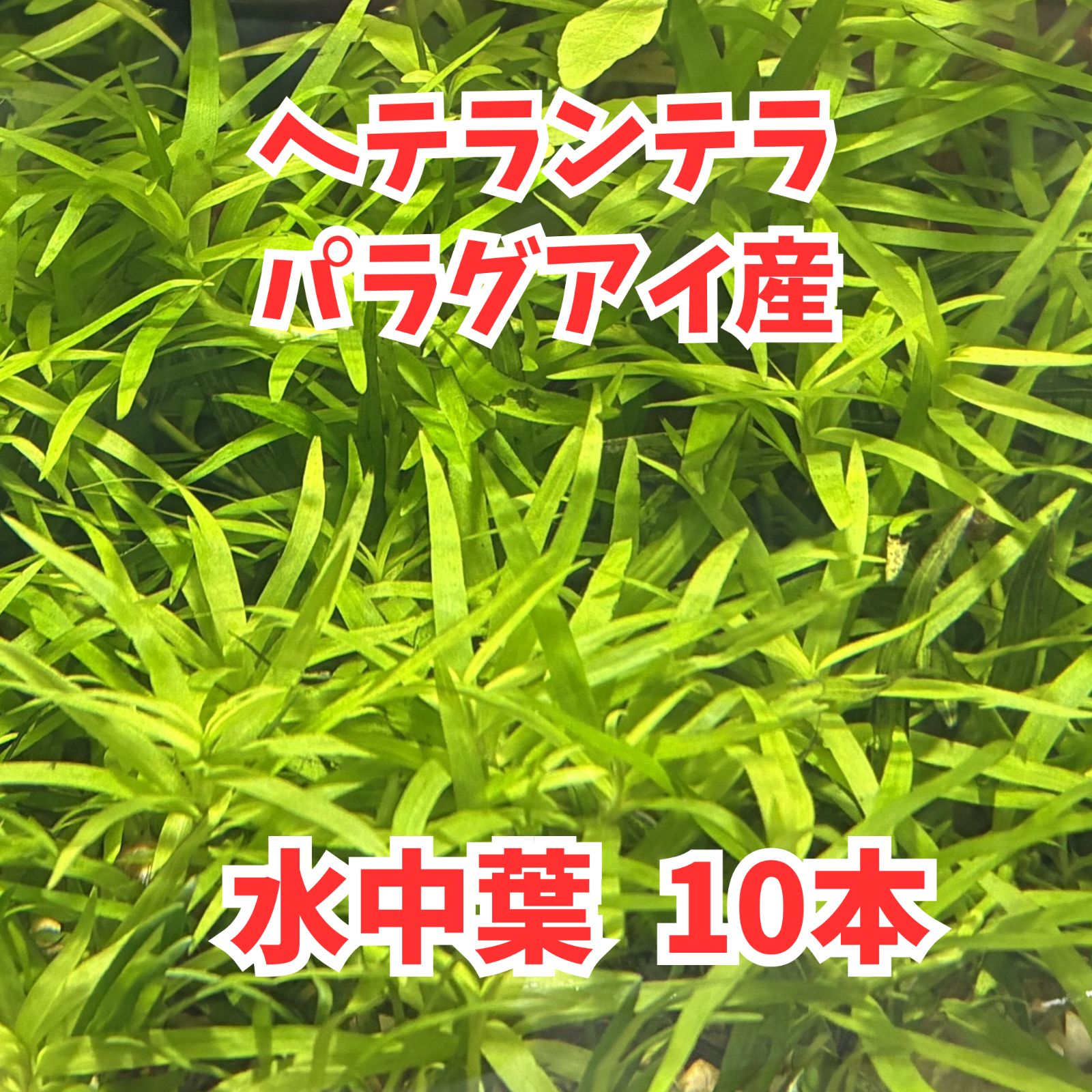 ①水草 ヘテランテラ