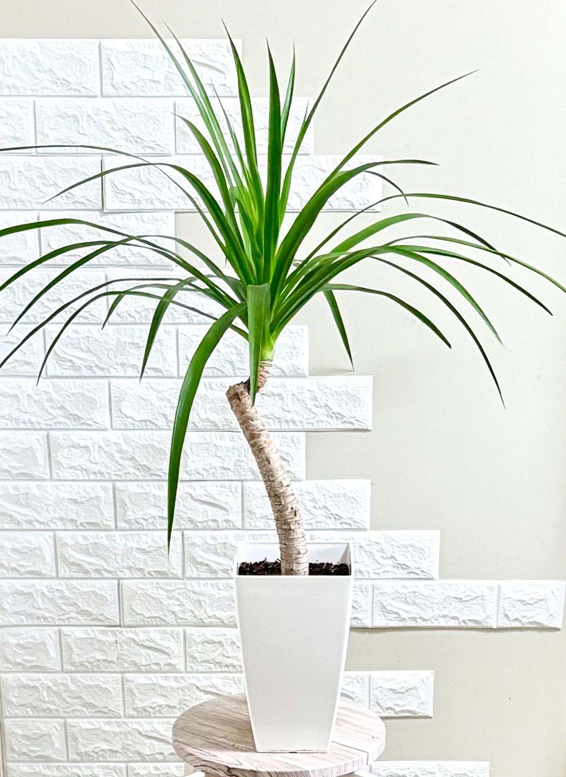 現品】ドラセナカンボジアーナ 観葉植物 - メルカリ
