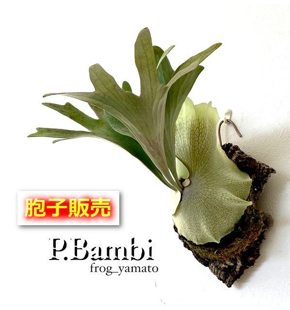 胞子 販売 【Bambi バンビ】 胞子培養 ビカクシダ スポア spore 1