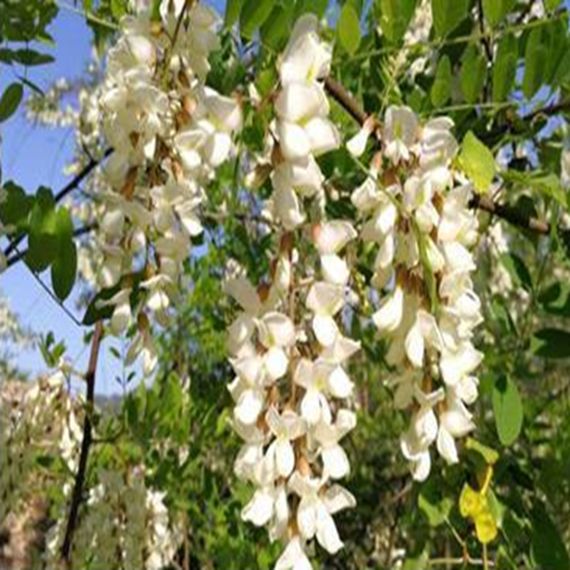 食品 ☀️アカシア蜂蜜5本 国産 生はちみつ 非加熱ハチミツ