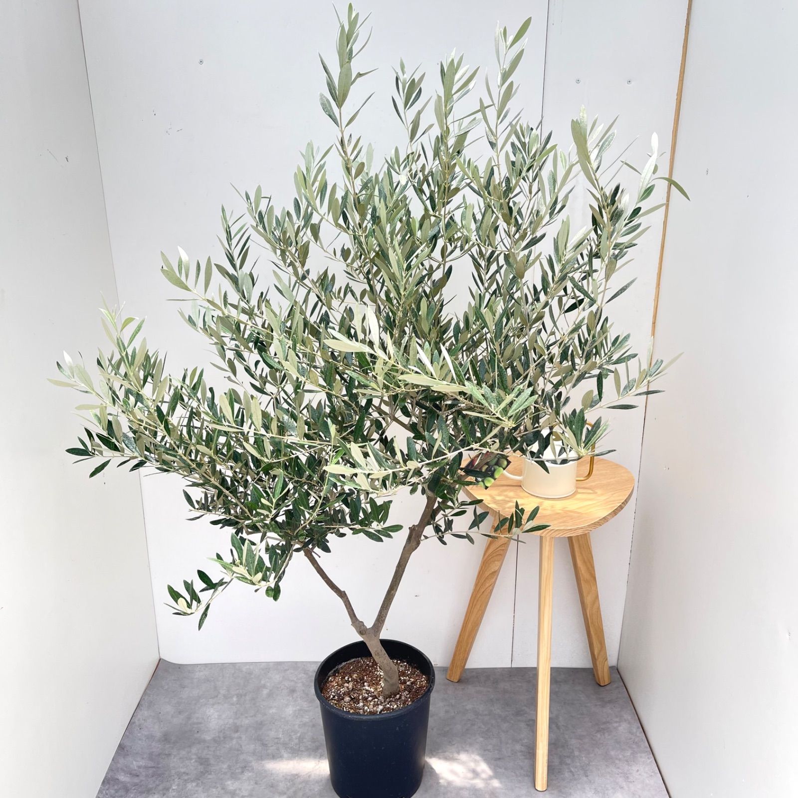 オリーブ　ミッション　22【現品】観葉植物　大型　創樹　SOUJU 8号