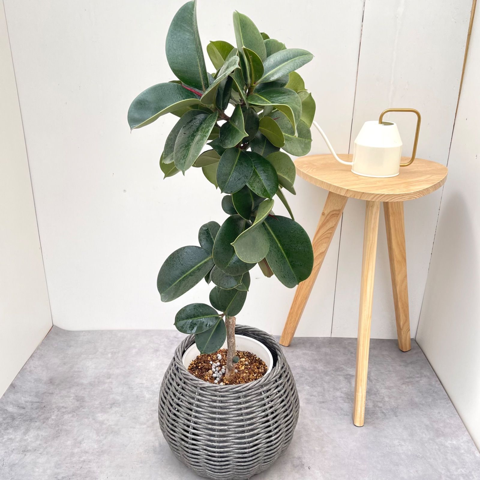 フィカス　ソフィア　曲がり　籐籠付き　3【現品】観葉植物　室内　7号