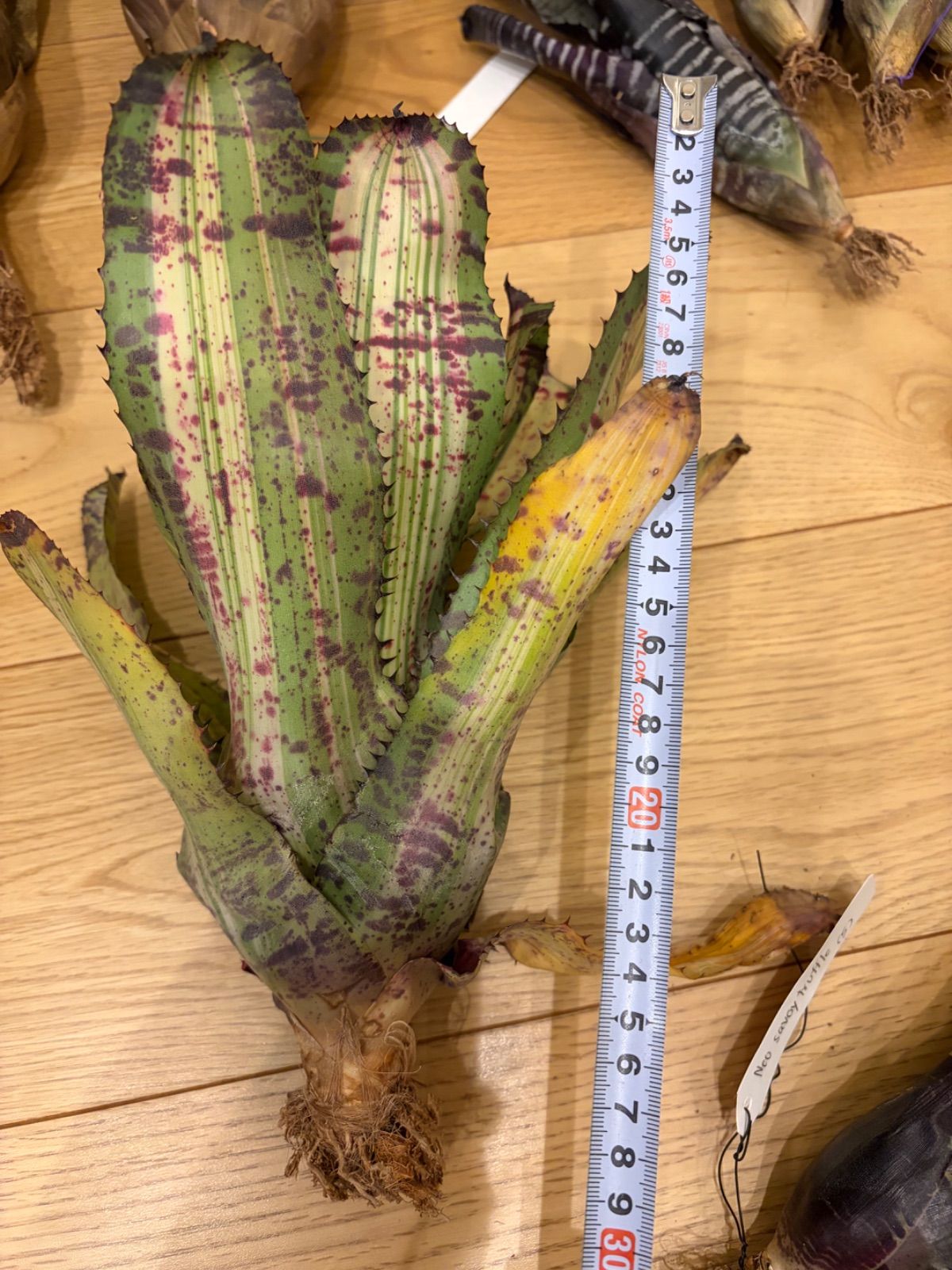 ネオレゲリア Neoregelia 'White Walker' タンクブロメリア - メルカリ