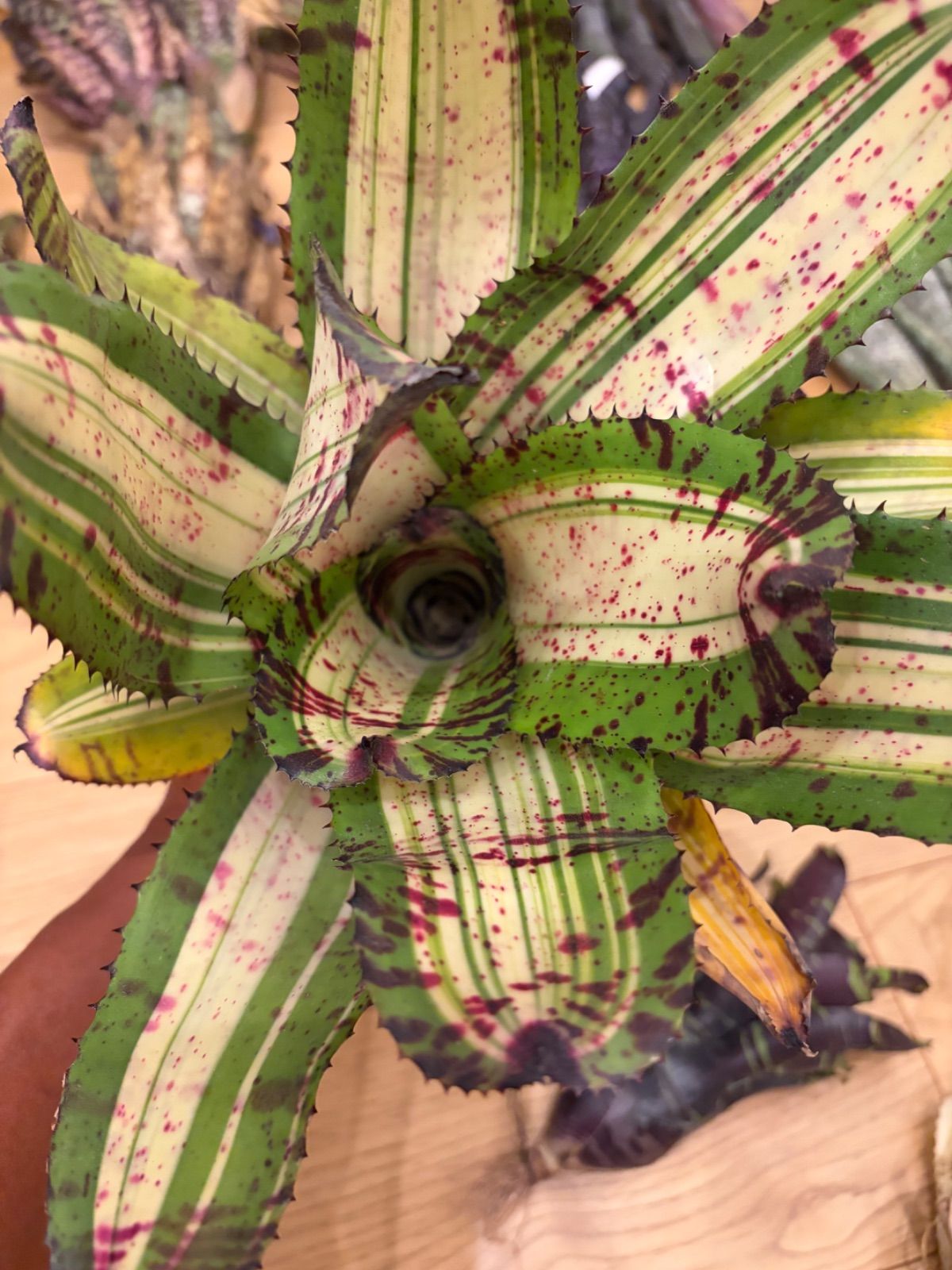 ブロメリア・エアープランツ Neoregelia White Warker ネオレゲリア Neoregelia 'White Walker' タンクブロメリア - メルカリ