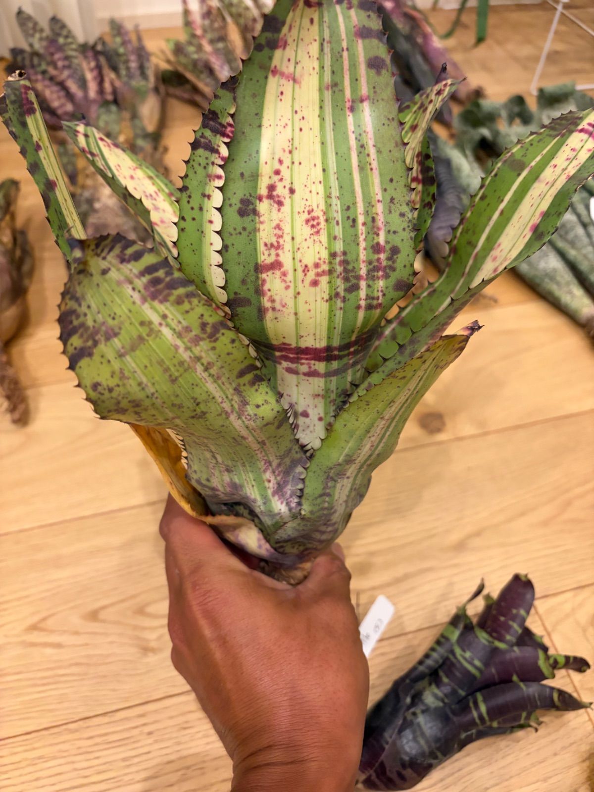 ネオレゲリア Neoregelia 'White Walker' タンクブロメリア - メルカリ