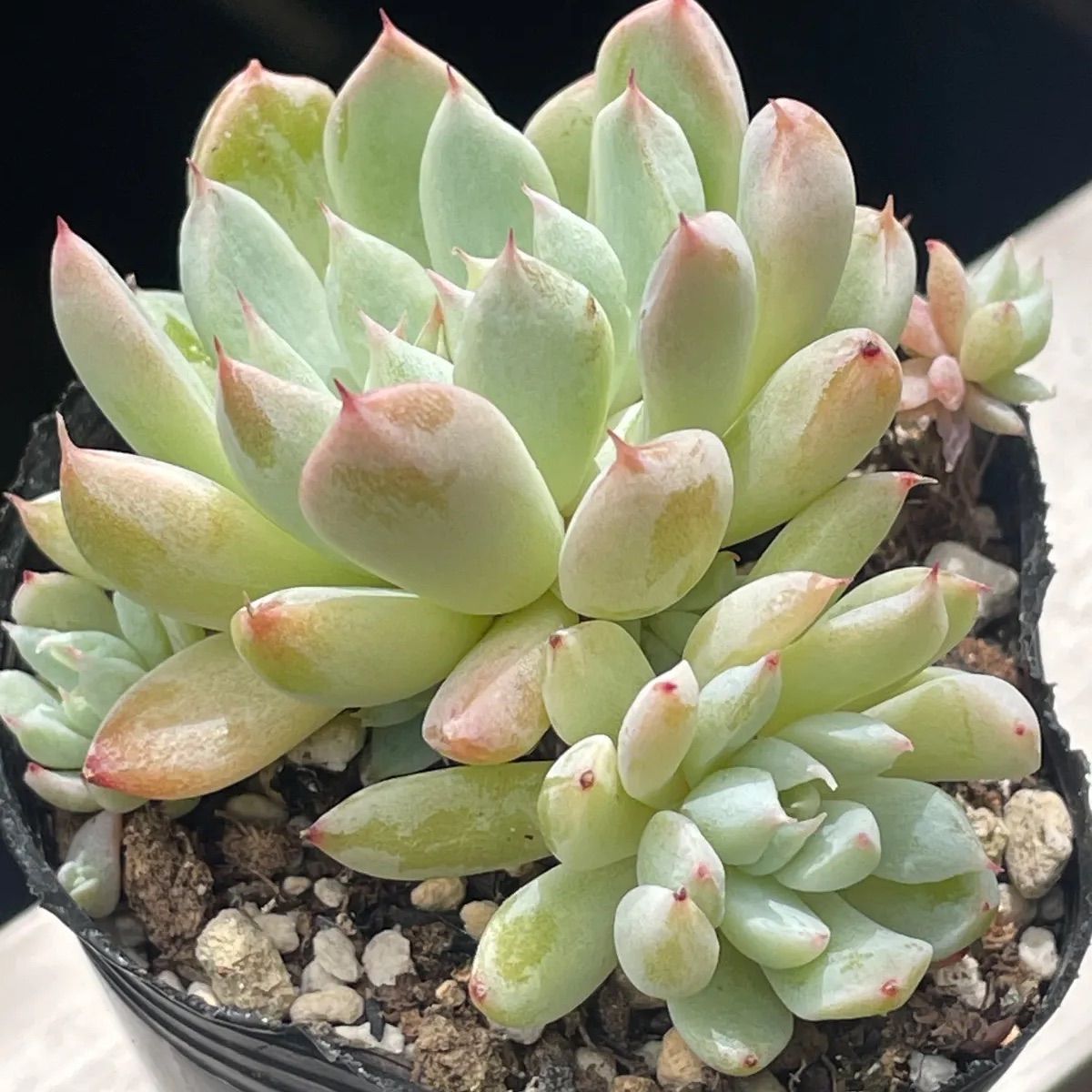 多肉植物♡ホワイトライン❤︎抜き苗(根付き) - メルカリ