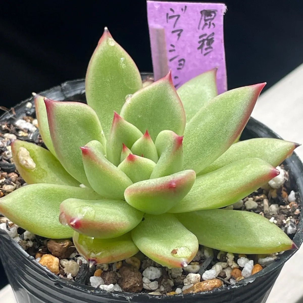 多肉植物♡原種ヴァション❤︎抜き苗(根付き) - メルカリ