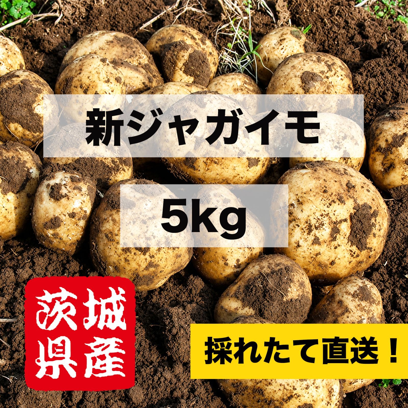茨城県産】 ホクホク新じゃが 採れたて直送 S〜Mサイズ混在 箱込み5kg