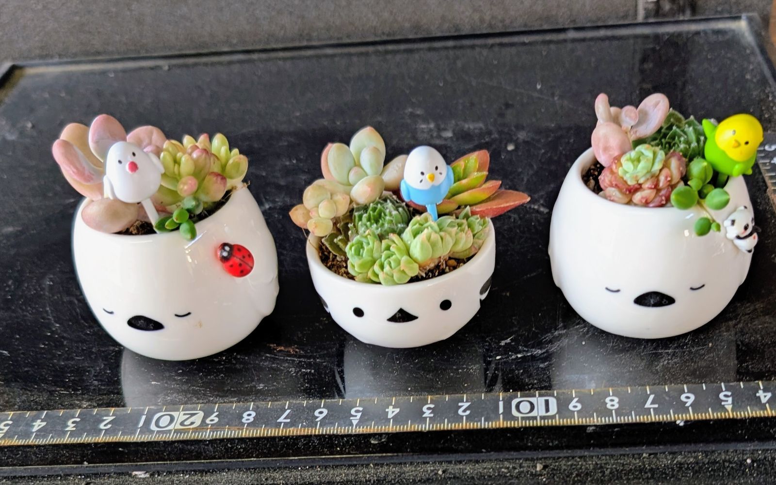 26061802多肉植物の寄せ植え☆シマエナガ3点セット - メルカリ