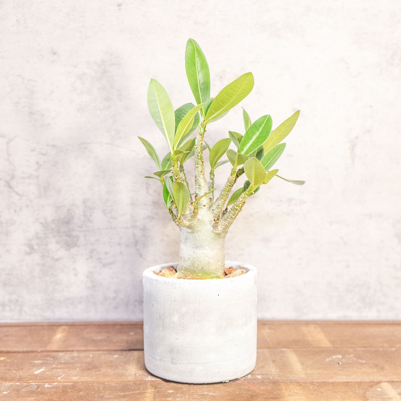送料無料／【現品】アデニウム・アラビカム 塊根植物 手づくりモルタル