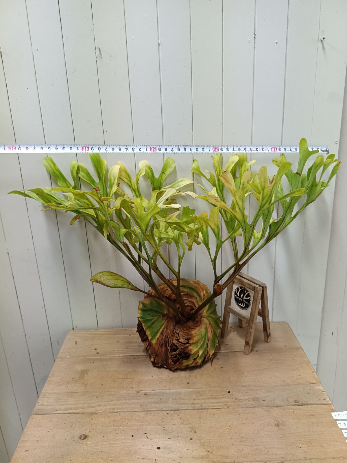 P.willinckii Pearl Queen Spore 09 Premium Collection Haruhana