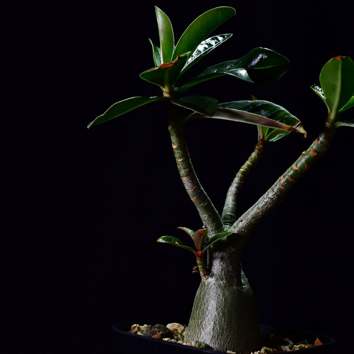 445 実生 アデニウム ソマレンセ Adenium somalense コーデックス 塊根 