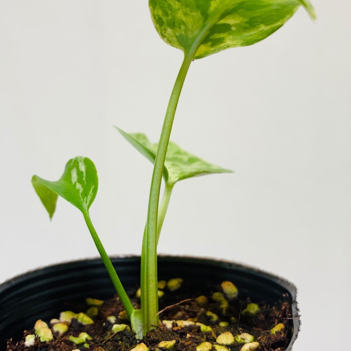 Monstera deliciosa “Bulbasaur” バルバソー/ベトシオーサ TC株・順化
