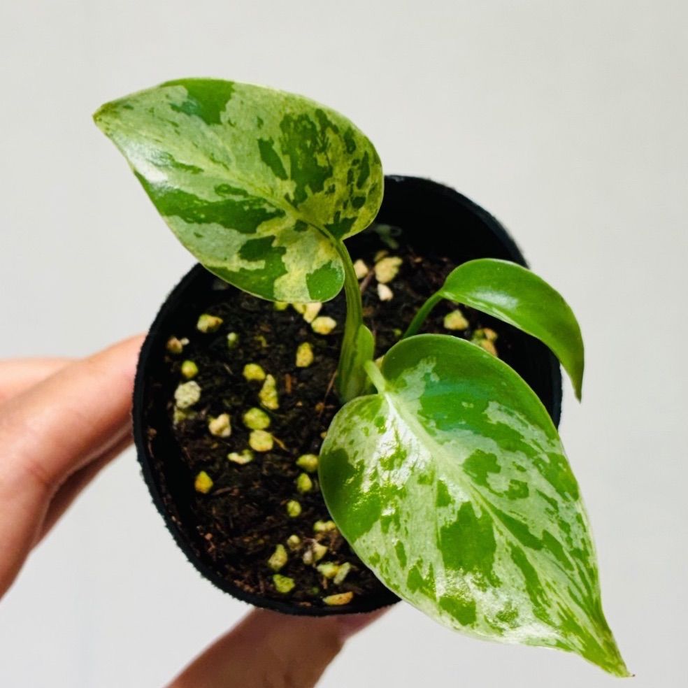 Monstera deliciosa “Bulbasaur” バルバソー/ベトシオーサ TC株・順化