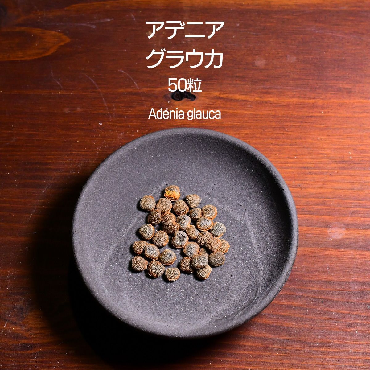 アデニア・グラウカ 種子 50(+10)粒 塊根植物 コーデックス 多肉植物 観葉植物 アデニアグラウカ Adenia glauca