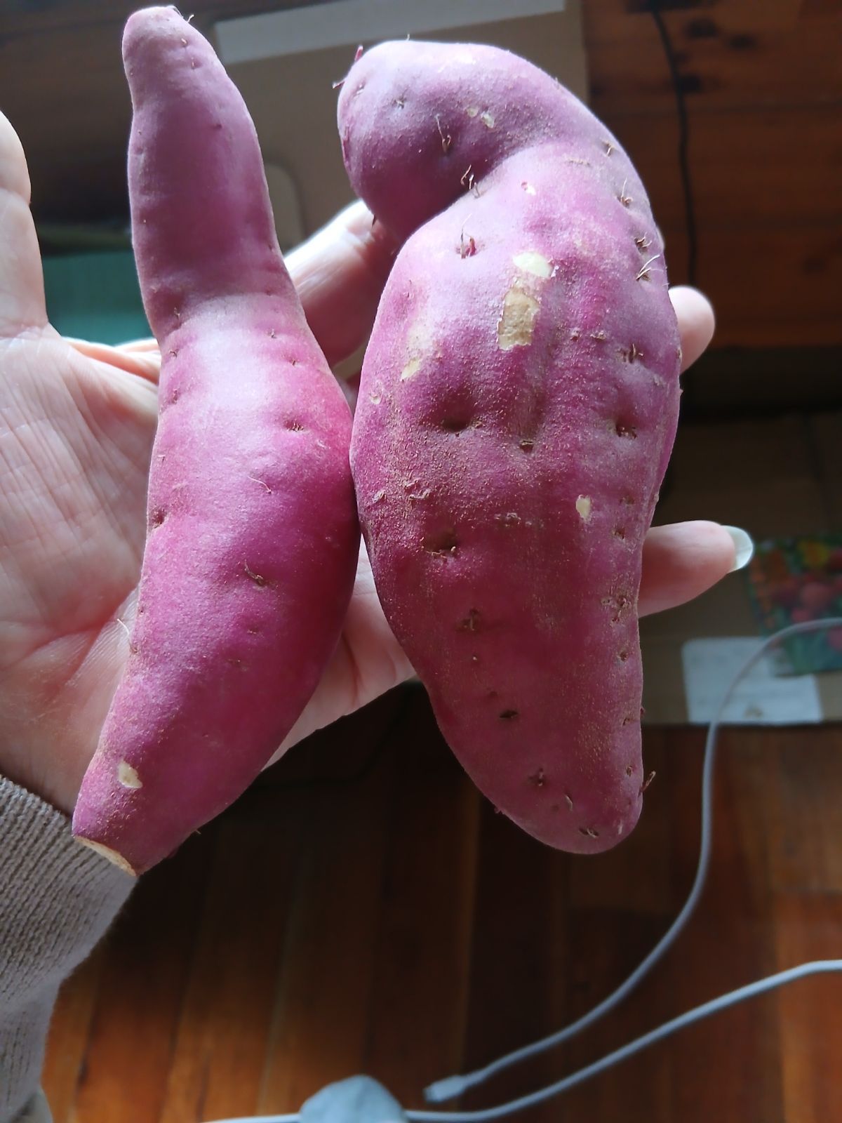 宮崎マンゴー２玉700g プラスほりたてお芋1kgプレゼント２セット 宮崎完熟マンゴー2玉700g＆お芋1kgプレゼント - メルカリ