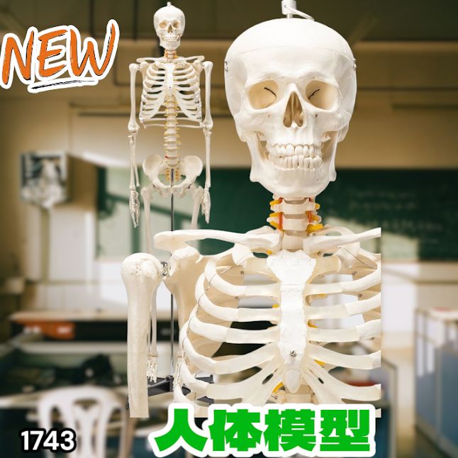 #1743 全身 人体 模型 170cm 神経根有り 全身 骨格 標本 骸骨 人骨 ガイコツ 靭帯 大学 病院 研究 理科 医学 医療 整骨 整体 鍼灸 医院 ※一部地域離島別途配送料有