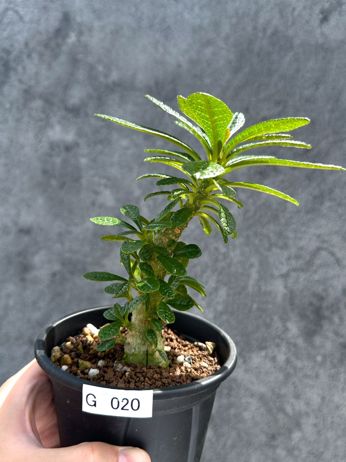 現品限り】ドルステニア・ギガス 実生【G20】 Dorstenia gigas - メルカリ