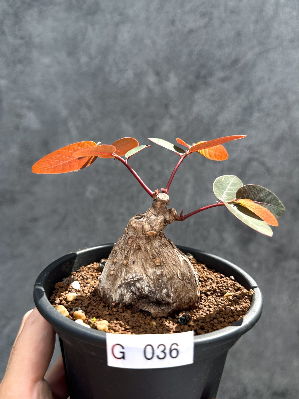 【現品限り】フィランサス・ミラビリス 現地株【G36】 Phyllanthus mirabilis
