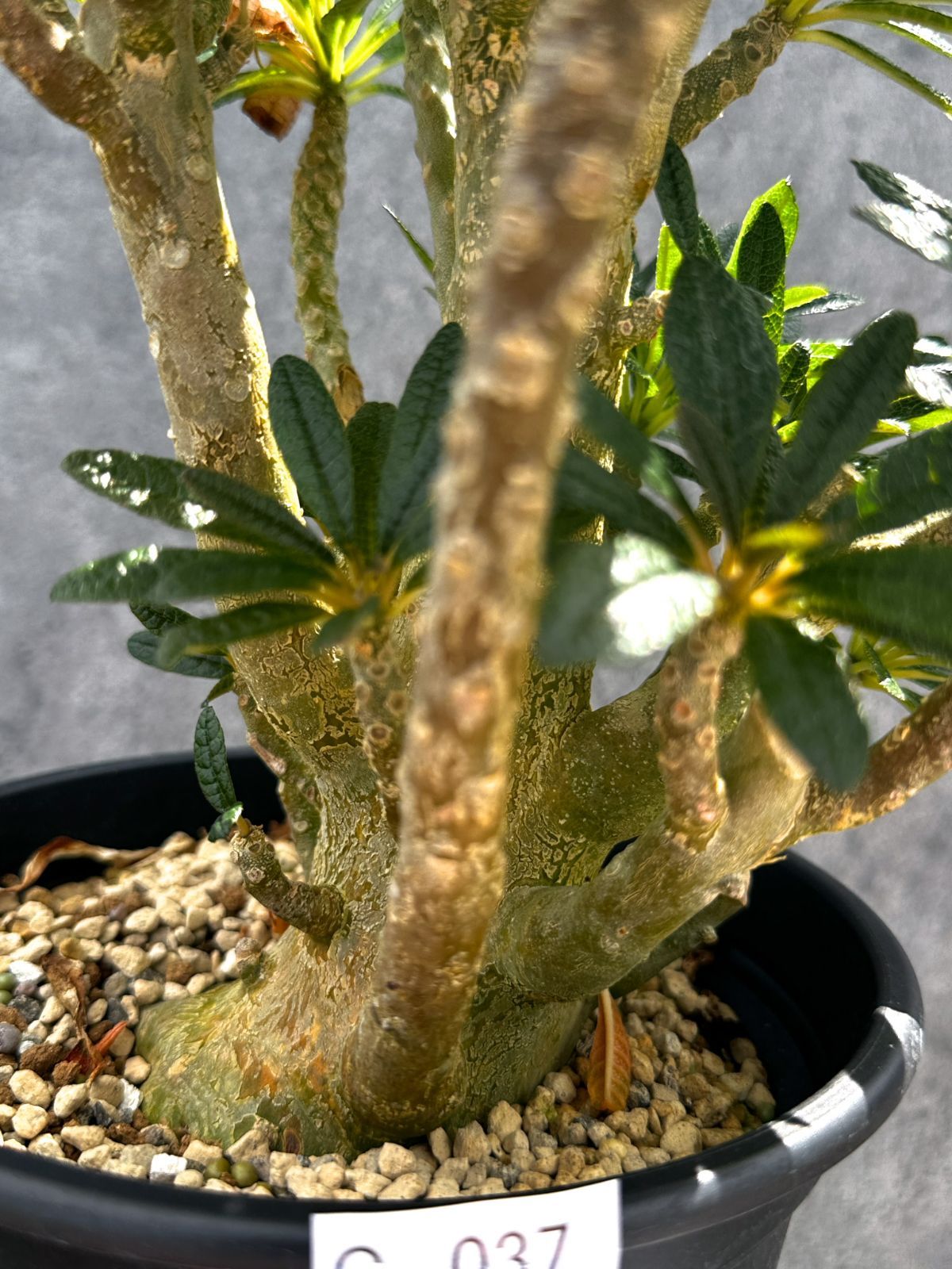 現品限り】ドルステニア・ギガス 挿し木 大株【G37】 Dorstenia gigas