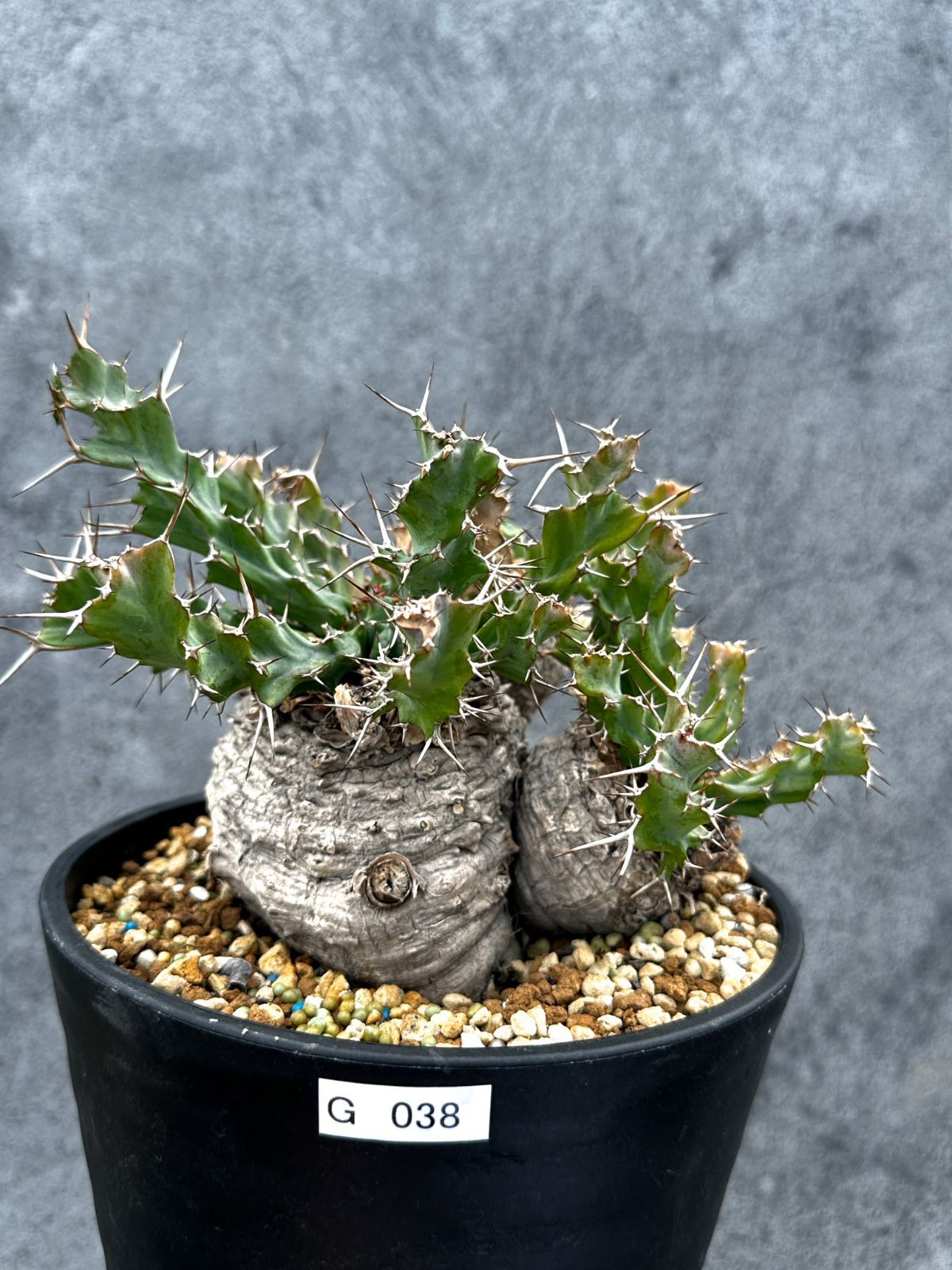 【現品限り】ユーフォルビア・クラビゲラ 現地株 発根済み ベストなサイズ感【G38】 Euphorbia clavigera
